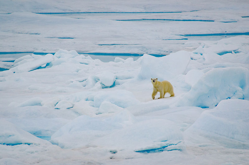 This curious polar bear checked out the ship while we were stationary.
