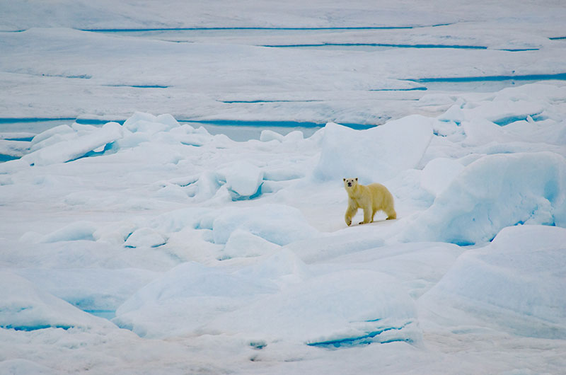 This curious polar bear checked out the ship while we were stationary. 