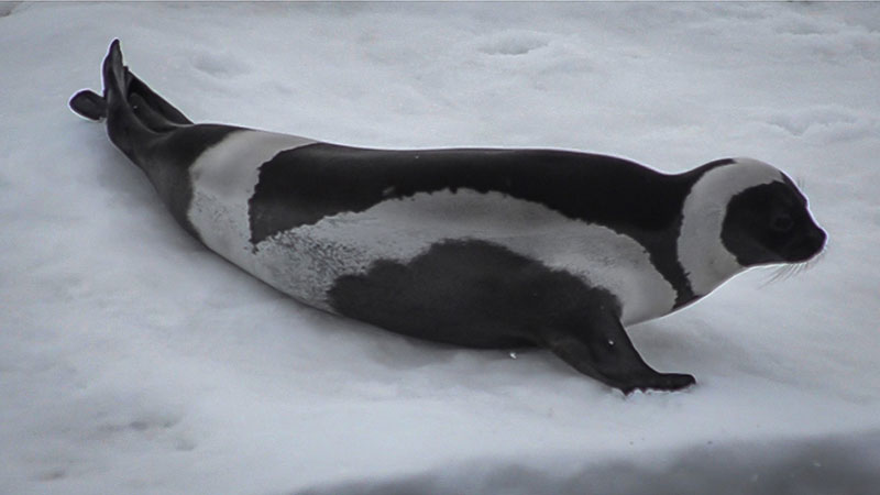 A beautiful ribbon seal rests on an ice floe.