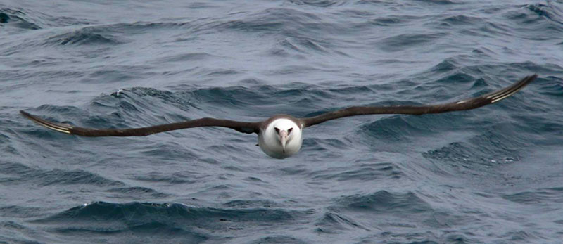 A Laysan albatross soars over the top of the water, showing off a wingspan that can measure up to 203 centimeters (80 inches).