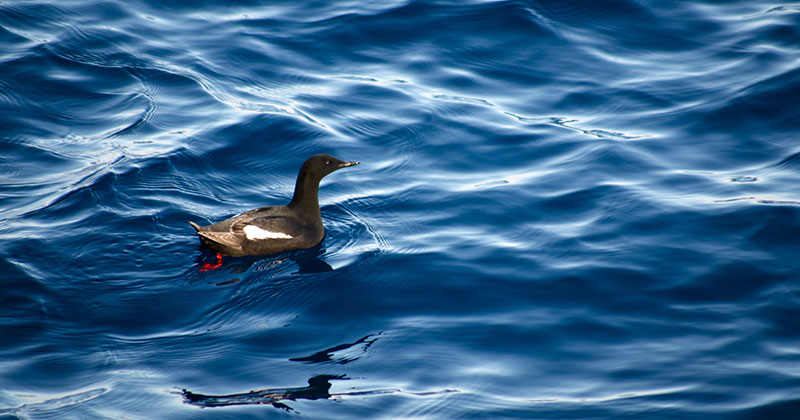 This black guillemot, a truly Arctic bird, was seen at our northern-most science station, around 77 degrees North.