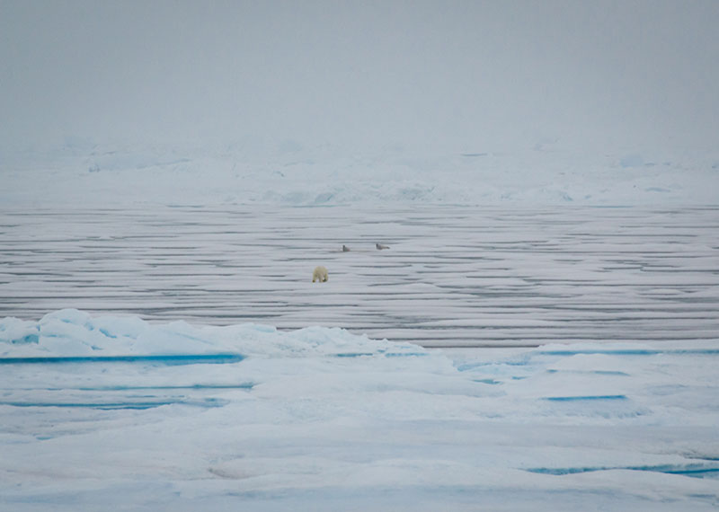 Approaching from a distance, this polar bear attempted to ambush a pair of ribbon seals, which quickly slipped into the water when the bear got too close.