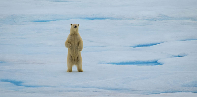 A polar bear stands on its hind legs to get a better look at the U.S. Coast Guard Cutter Healy.