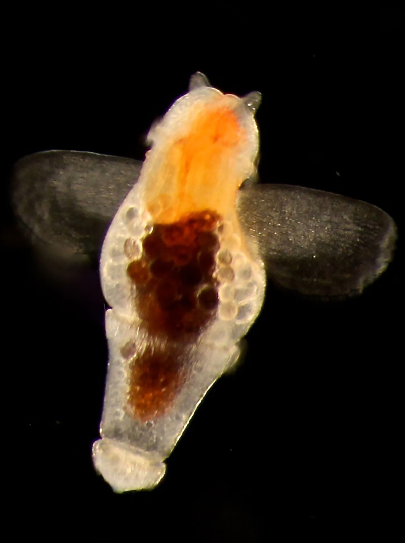 The Clione is a small gastropod that, along with the copepods, is also a member of the zooplankton community. This individual was brought up in the plankton nets during this expedition.