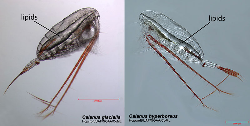 The two copepod species Calanus hyperboreus and Calanus glacialis prepare for the winter by storing lipids, as seen in the photos.