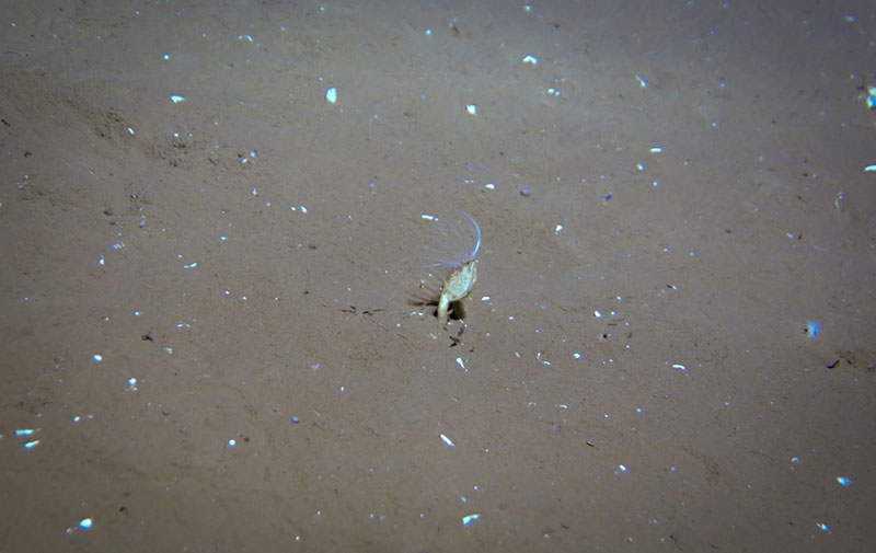 The Global Explorer ROV captures footage of a barnacle projecting its limbs to filter food from the water column. 