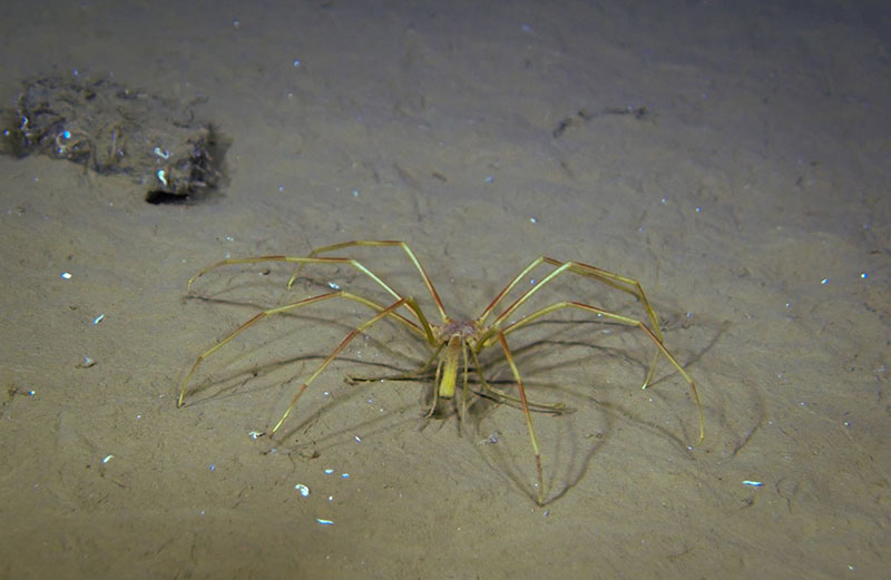 During a dive, the Global Explorer ROV imaged this pycnogonid, also called a “sea spider”, though they are not true spiders.