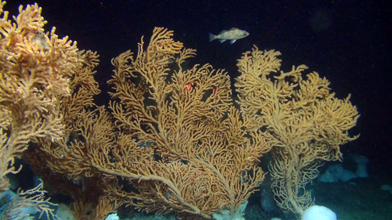 Red tree corals, like these, are a focal point of the Deepwater Exploration of Glacier Bay National Park expedition. The two red dots are 10 centimeters apart to provide scale.
