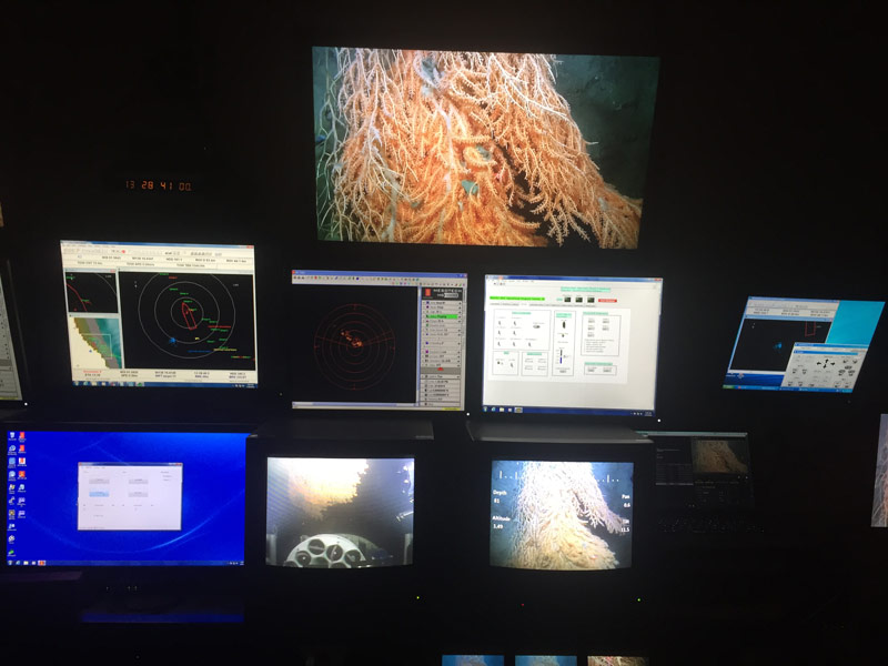 View from the control van as ROV Kraken2 investigates a large red tree coral colony.