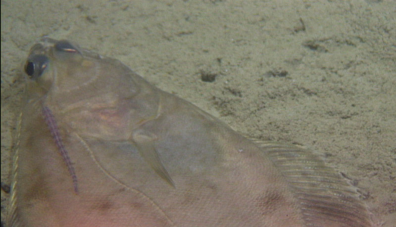 In a particularly sedimented area, we observed a few flatfish, including this one with a striped parasite.