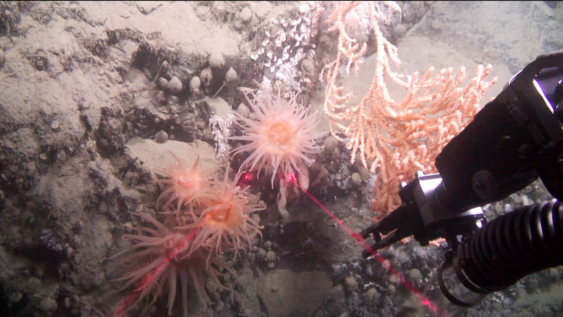 ROV Kraken2 approaches an area with several anemones, sponges, stoloniferous octocorals, and brachiopods to sample a colony of red tree coral.