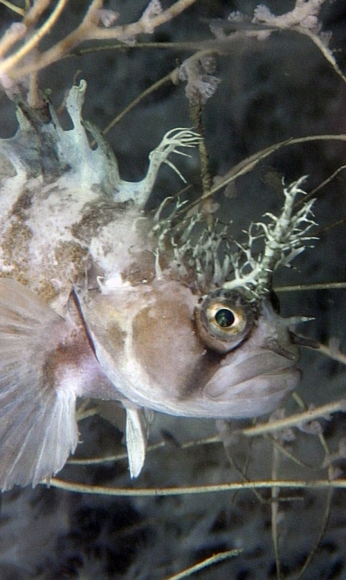 A beautiful decorated warbonnet we encountered during the first ROV dive.