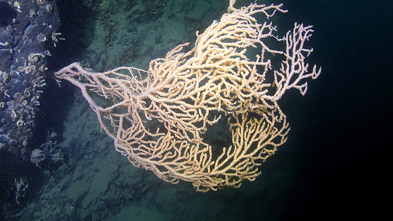 Part of the goal of this project is to investigate the existence of Red Tree Corals in shallow waters that we can reach during scuba dives.