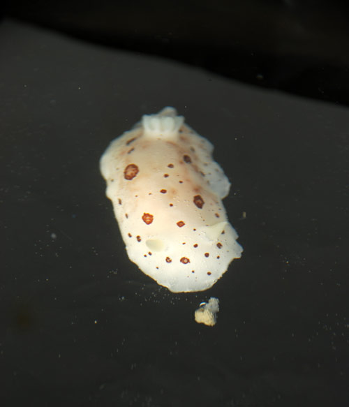A nudibranch that was collected during one of our scuba dives.