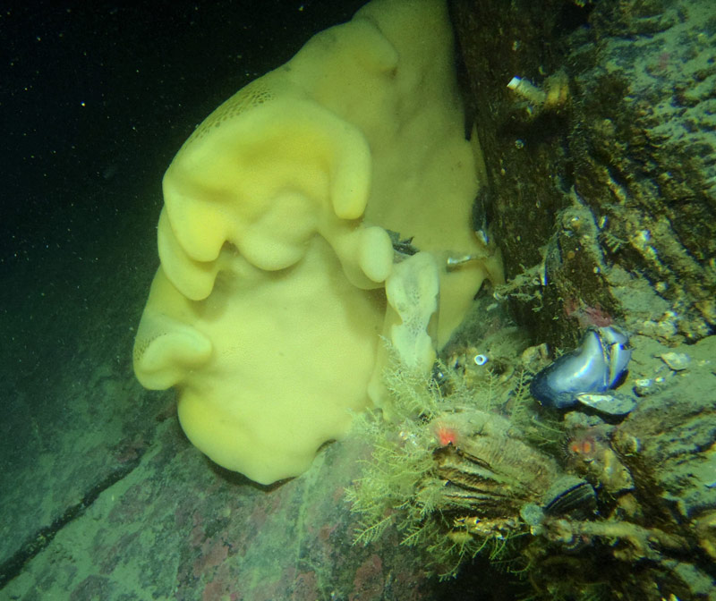 A large glass sponge surrounded by mussels, calcareous tube worms, hydroids, and crustose coralline algae.