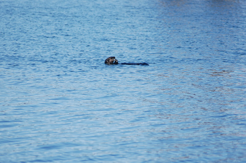 An otter hunts just outside of Bartlett Cove.