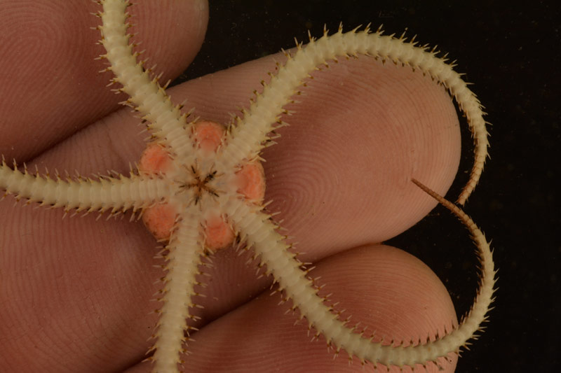 Once a sample is back on deck, we are able to see very small details, like you can see here on this small brittle star that we never would have been able to see on the remotely operated vehicle footage.