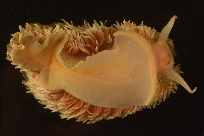 Some of the most interesting parts of the animals we collect can’t be seen until we get them on the ship, manipulate them in ways that we can’t while underwater, and photograph them with a macro lens designed to capture small details. Here, the underside of a “fuzzy” nudibranch is photographed in Dann Blackwood's photography tank.