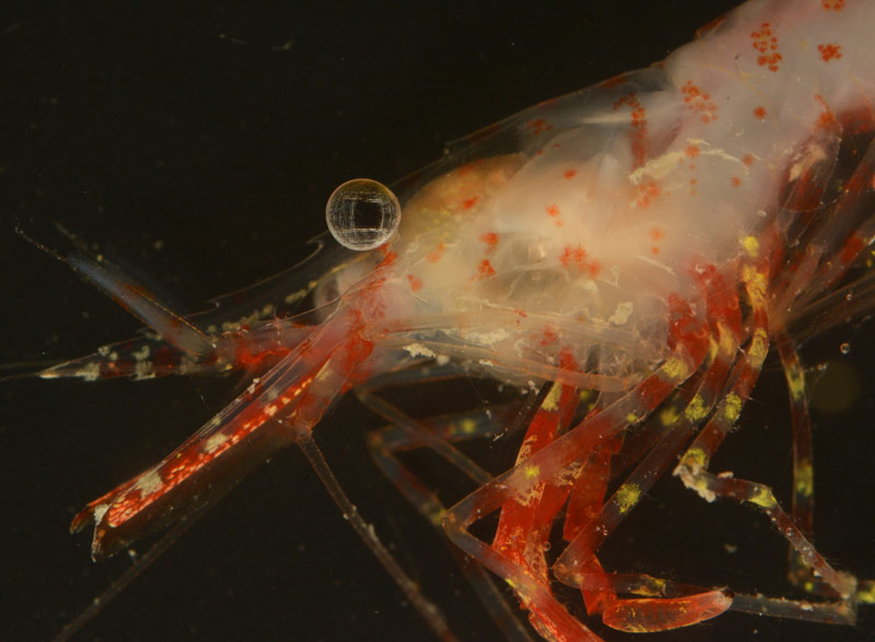 Interesting details, like the complex pattern in this shrimp's eye, are difficult to see until you bring the sample back to the lab.