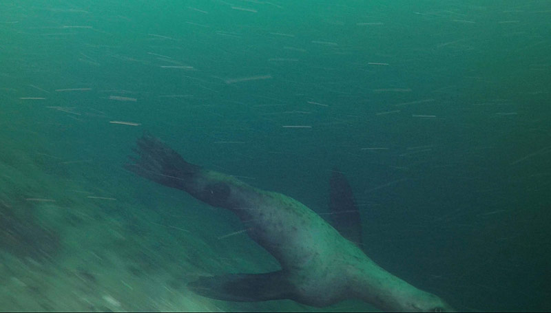 During our dive at Gilbert Peninsula, our divers had a visit from a sea lion.