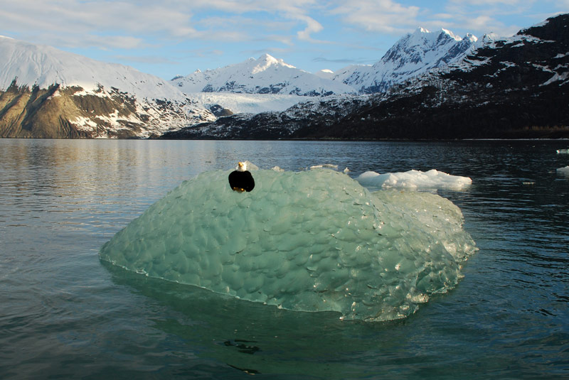 In true bald eagle fashion, Qanuk takes a rest on an iceberg after our field work near Muir Glacier was complete.