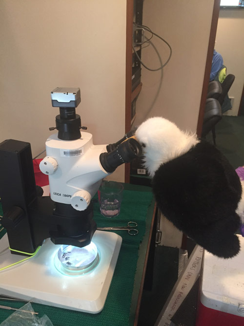 Qanuk examines specimens with a microscope. As interesting samples come onboard, we have been taking a closer look with the microscope to better understand the very small features of corals, eggs, and small crustaceans.