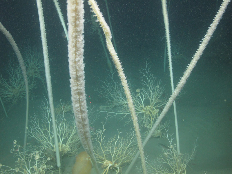 In areas with soft sediment, we often saw large groupings of sea pens and basket stars, which are sea pen predators.