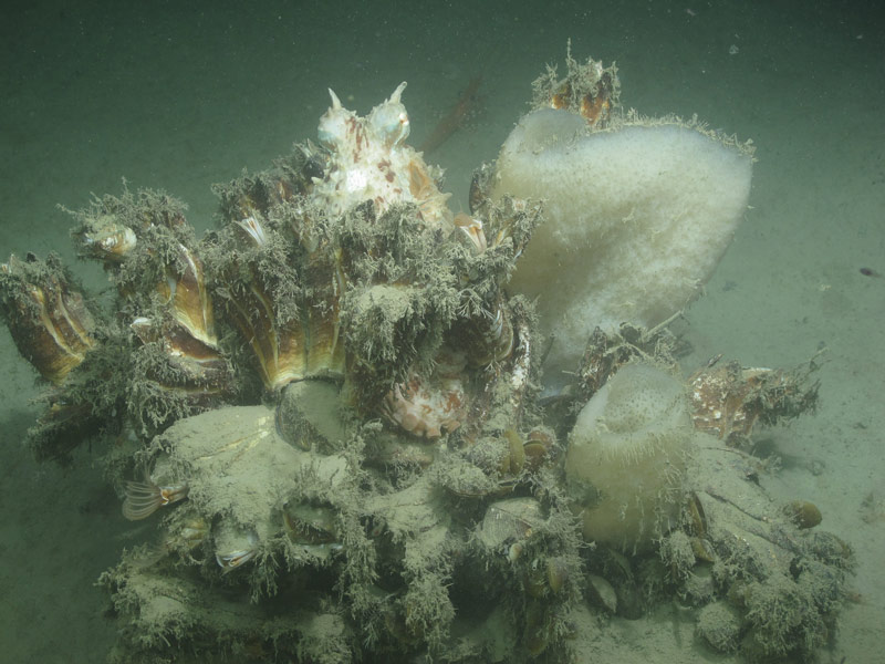 An octopus hides in a small group of barnacles and sponges.