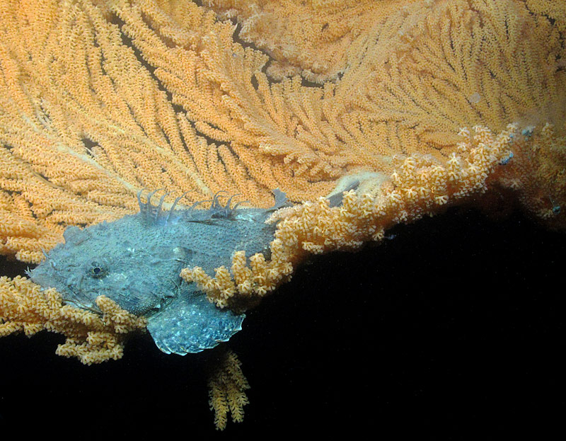 This sculpin was observed resting on a large red tree coral during a 2016 expedition in Glacier Bay National Park. Red tree corals have been shown to be the foundation of diverse deepwater communities in Alaska and are one of the types of corals we hope to see during the Seascape Alaska 3: Aleutians Remotely Operated Vehicle Exploration and Mapping expedition.