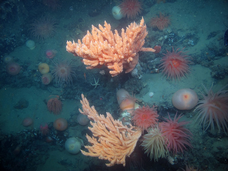 Even the areas with young red tree coral colonies, there was an abundance of life.