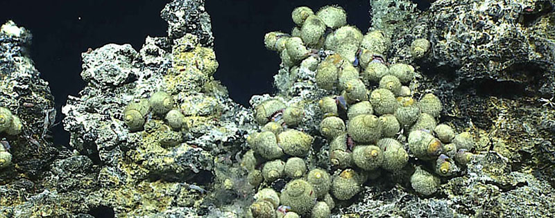 These snails were seen on a hydrothermal vent field at Chamorro Seamount that was discovered during the Okeanos Explorer 2016 Deepwater Exploration of the Marianas expedition. The R/V Falkor returned to Chamorro to further characterize the new vents in December 2016.