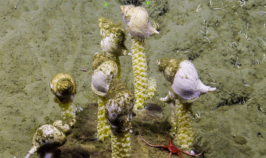 A rare sighting of whelks building egg towers. During dives in the Channel Islands National Marine Sanctuary, scientists came across vast fields of these egg towers in huge numbers. Image courtesy of the Ocean Exploration Trust.