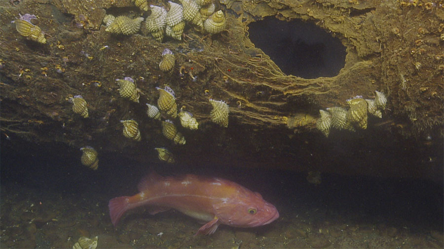 A yelloweye rockfish rests at the base of the rusted hull of the SS Coast Trader shipwreck, while Oregon hairy tritons dangle above. For scale, the two red laser dots are 10 centimeters apart. Yelloweye rockfish have been documented as living to 120 years old, so some of the large adults observed on the wreck could have been alive when the ship sank. Image courtesy of the Ocean Exploration Trust.