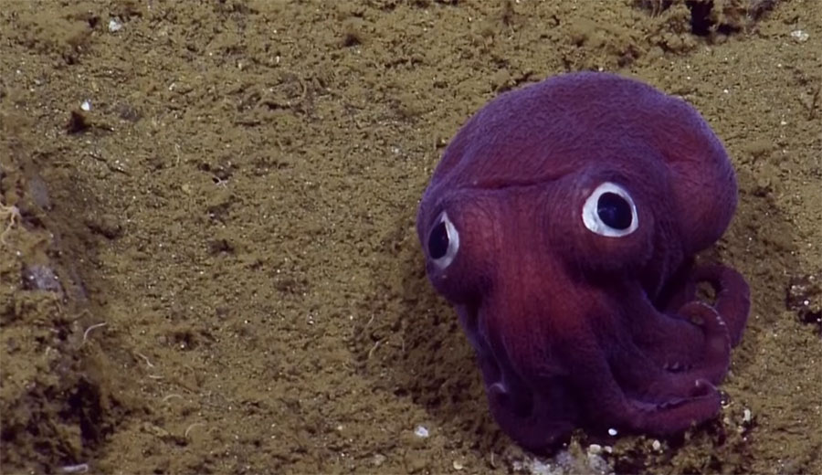 During the expedition, the team spotted this Stubby Squid off the coast of California at a depth of 900 meters (2,950 feet). The stubby squid (Rossia pacifica) looks like a cross between an octopus and squid, but is more closely related to cuttlefish. Watch video of the squid. Image courtesy of the Ocean Exploration Trust.