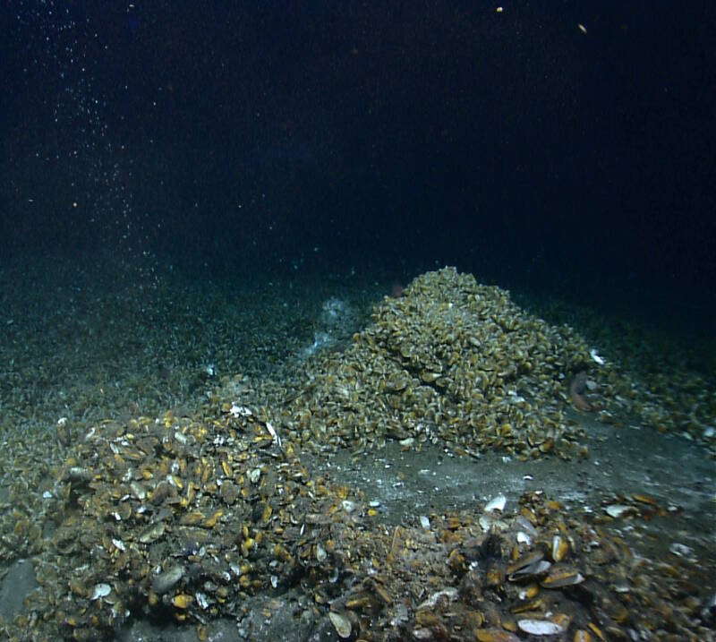 Chemosynthetic mussels encrusting a carbonate mound at one of the so-called Norfolk Canyon seeps at ~1,400 meters water depth. Bubbles that make up one of the observed water column plumes are visible on the left side. Image taken in 2013 by the Deep Discoverer ROV, managed by the NOAA Office of Ocean Exploration and Research.