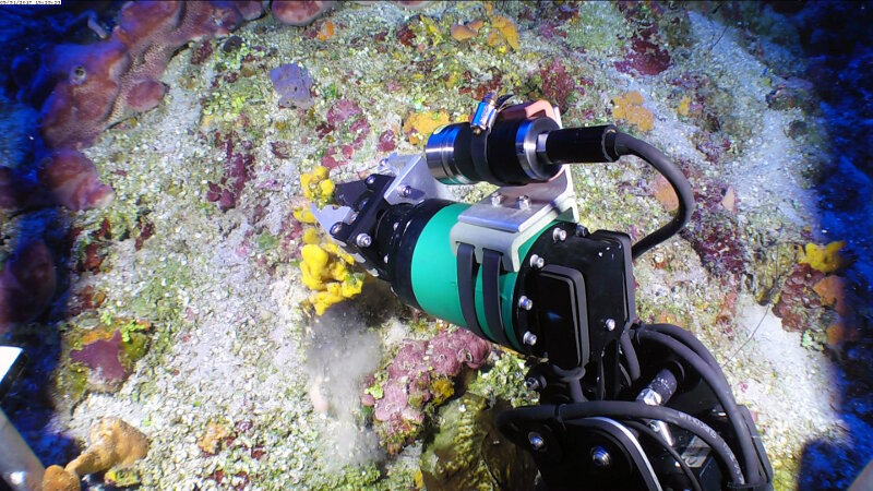 The ROV sample collection skid, including the manipulator, is the key to successful specimen sampling during our mission. Samples can vary widely in their structural integrity. Some pop off the underlying substrate as entirely intact individuals while others, like this yellow Halichondridae sponge, easily tear to allow us to collect one portion of the sponge while leaving the rest to heal and regenerate.