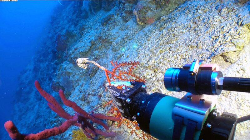 The twisting motion of the manipulator’s wrist allows us to rotate and efficiently remove stalked, branching octocorals, such as this Swiftia.