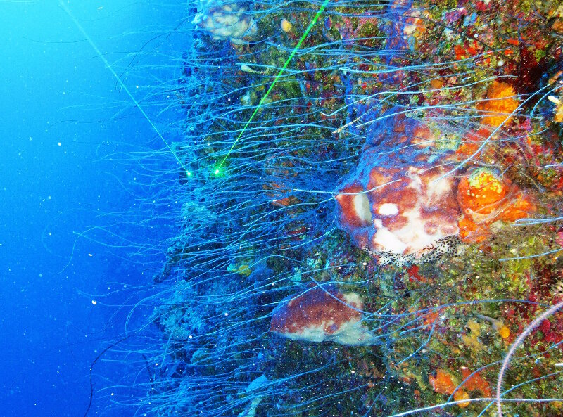 Steeply sloped or even completely vertical walls were common from 75 meters-125 meters at roughly half the sites along the north eastern reefs of Cuba. Here thousands of black whip corals (Stichopathes sp.) and whip gorgonians (Elisella sp.) extend into the current, feeding on the plankton pushed along these walls by deep currents.