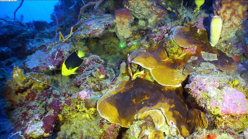 Sitios de inmersiones con el ROV en la zona mesofótica superior que abarca desde las paredes de rocas erosionadas hasta las áreas de arrecifes bien desarrollados con una cubierta significativa de corales duros. Comunidades de corales duros estaban dominados por corales lechugas (Agaricia spp.) y generalmente restringidos a profundidades de 40 a 70 metros en sitios a lo largo de la costa norte
