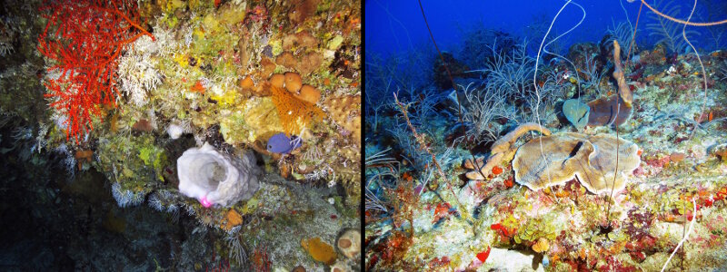 Los arrecifes mesofóticos de Cuba contienen una increíble diversidad de hermosos organismos.
