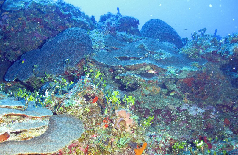 Productores primarios (tanto los corales, con sus simbiontes de algas zooxanthellae, y las macrolagas, muchas de las cuales están calcificadas al igual que los corales)  dominan la comunidad béntica cerca de la cima de la pared en los arrecifes coralinos cubanos