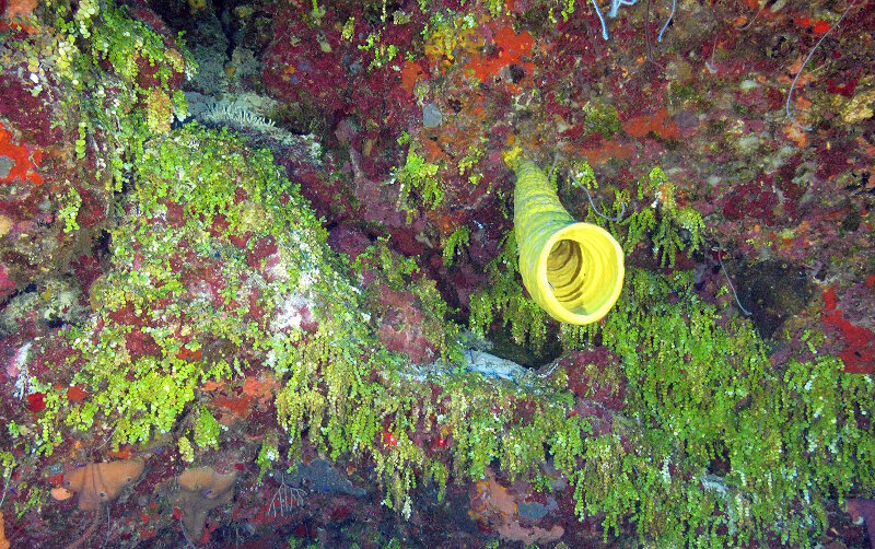 La Halimeda es un alga verde calcificada y segmentada (Phylum Chlorophyta) que constituye un miembro muy importante de las comunidades mesofóticas. La H. copiosa es la especie más abundante y diseminada de la Halimeda en los arrecifes coralinos  mesofóticos de Cuba