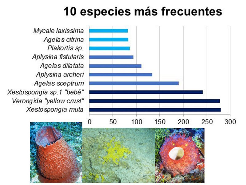 Figure 1. Distribución de profundidad de las 10 esponjas más frecuentes que se observaron en los arrecifes de coral mesofóticos cubanos, tal y como fueron resumidas en la presentación final de la expedición por Linnet Busutil López.