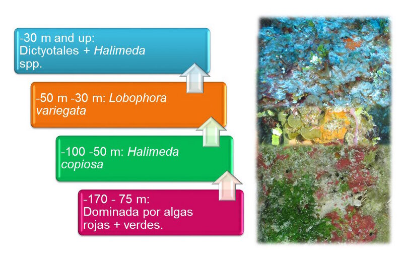 Figure 2. Zonificación típica de las algas observadas en los arrecifes de coral mesofóticos de Cuba, tal y como fue resumida en la presentación de la expedición por Patricia María González Sánchez