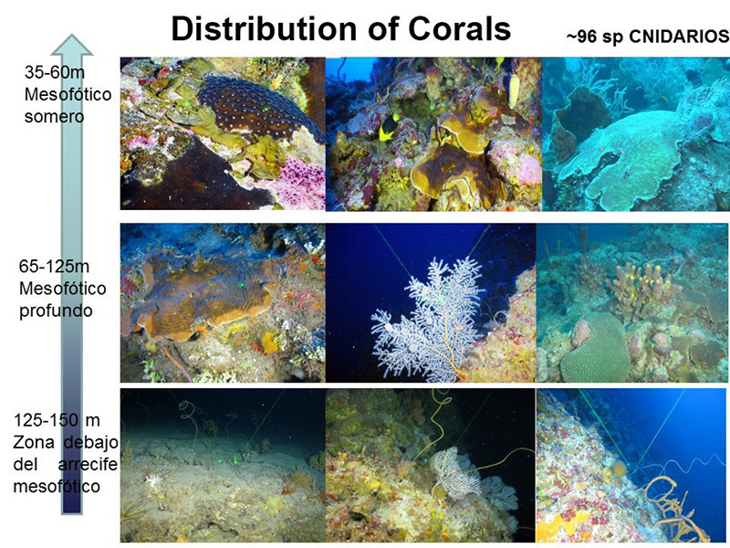 Figure 3. Typical coral zonation we observed in Cuba’s mesophotic coral reefs, as summarized in cruise-end presentation by Juliett González Méndez.