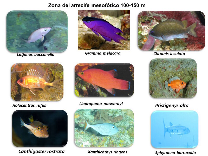 Figure 4. Peces comúnmente observados en los arrecifes de coral mesofóticos cubanos, tal y como fue resumida en la presentación final de la expedición por Alain García Rodríguez