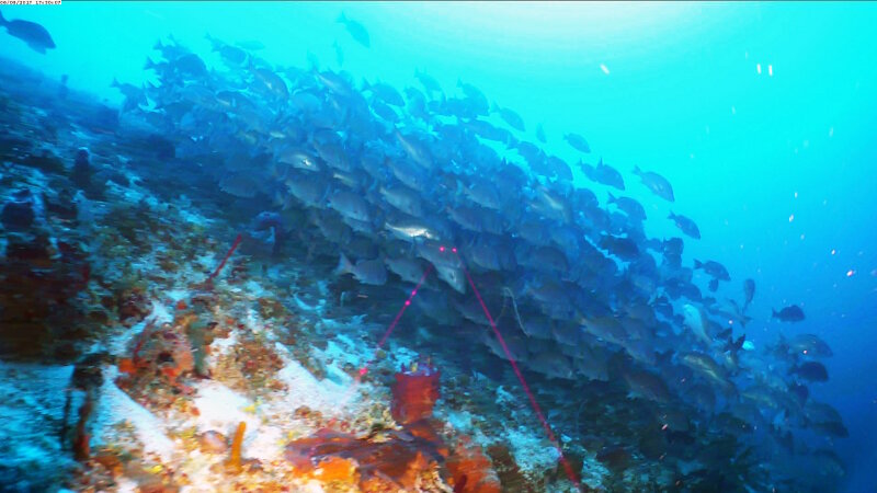 Figure 5. Una enorme mancha de pargos jocús (Lutjanus jocu) cerca de la zona marina protegida Centro Oeste Cayo Coco