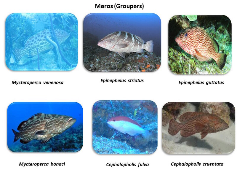 Figure 6. Algunos de los meros observados en los arrecifes de coral mesofóticos cubanos expuestos en la presentación final de la expedición por Alain García Rodríguez.