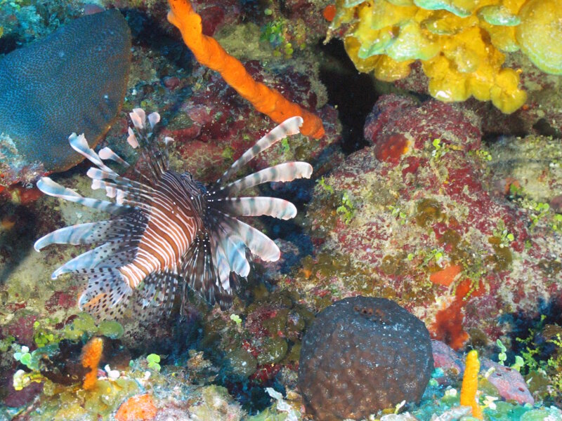 Figure 7. Lionfish, an exotic species, was present at most sites we explored, but in much lower densities than in the U.S. mesophotic reefs.
