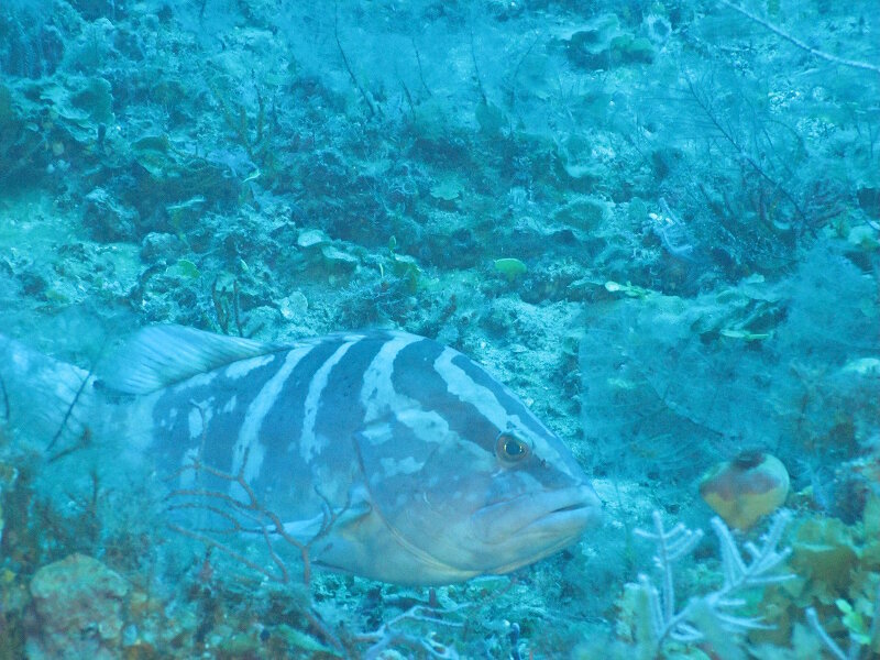 La Cherna o Mero del Caribe (Epinephelus striatus) fue históricamente importante para las pesquerías comerciales de los Estados Unidos y el Caribe, pero ha sido puesto en peligro por la sobrepesca. Vimos esta especie en múltiples sitios a lo largo de la costa sur de Cuba 